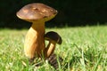 Porcini mushrooms seasonal from autumn as delicatessen food Royalty Free Stock Photo