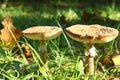 Porcini mushrooms seasonal from autumn as delicatessen food Royalty Free Stock Photo