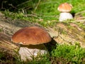 Porcini mushrooms stand in the forest. Mushroom time