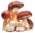 Porcini mushrooms on a white background. Royalty Free Stock Photo