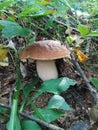 Porcini Boletus edulis mushroom in the wild Royalty Free Stock Photo