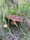 Porcini Boletus edulis mushroom in the wild Royalty Free Stock Photo