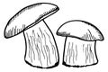 Porcini sketch. Hand drawn mushroom. Forest fungus Royalty Free Stock Photo