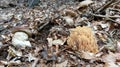 Porcini and clustered coral mushrooms