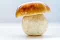 Porcino mushroom Royalty Free Stock Photo