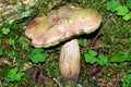 Porcino mushroom in Dolomiti forest. Close up Royalty Free Stock Photo