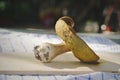 Porcino mushroom food photography autumn season harvesting Royalty Free Stock Photo