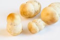 Porcino mushrooms Royalty Free Stock Photo