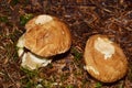 Porcino mushrooms Royalty Free Stock Photo