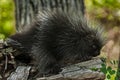 Porcupette (Erethizon dorsatum) on Branch Looking Right