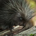 Porcupette (Erethizon dorsatum) Chews on Branch