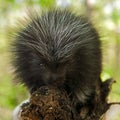 Porcupette (Erethizon dorsatum) Looks at Viewer