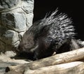 Porcupine