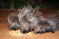 Porcupine