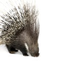 Porcupine