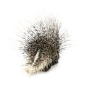 Porcupine