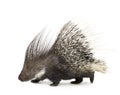 Porcupine Royalty Free Stock Photo