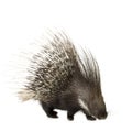 Porcupine Royalty Free Stock Photo