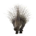 Porcupine Royalty Free Stock Photo