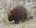 Porcupine Photo Stock. Close-up profile view walking on gravel on the side side of road with foliage foreground and gravel and