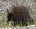 Porcupine Photo Stock. Close-up profile view walking on gravel on the side side of road with foliage foreground and gravel and