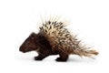 Porcupine