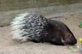 Porcupine. Animals. Knowledge of nature. Artis, Netherlands.