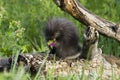 Porcupine baby