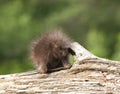 Porcupine Baby