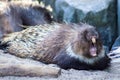 Porcupine bedtime bawling mouth Royalty Free Stock Photo