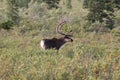 Porcupine caribou Rangifer tarandus granti Royalty Free Stock Photo
