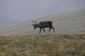 Porcupine caribou Rangifer tarandus granti Royalty Free Stock Photo