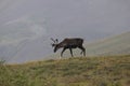 Porcupine caribou Rangifer tarandus granti