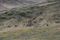 Porcupine caribou Rangifer tarandus granti Royalty Free Stock Photo