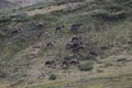 Porcupine caribou Rangifer tarandus granti Royalty Free Stock Photo