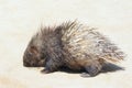 Porcupine Royalty Free Stock Photo