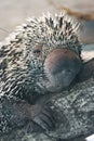 Porcupine Close up