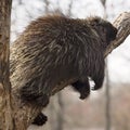 Porcupine