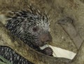 Porcupine