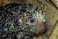 Porcupine