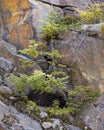 Porcupine Photo and Image. Close-up profile view in the forest with a big rock and moss hiding under a tree in its surrounding