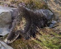 Porcupine Photo and Image. close-up profile view in the forest with a big rock and moss surrounding and habitat displaying its