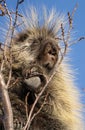 Porcupine Close Up