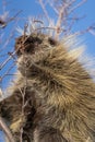 Porcupine Close Up