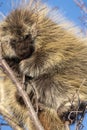 Porcupine Close Up