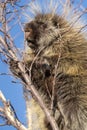 Porcupine Close Up