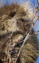 Porcupine Close Up