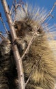 Porcupine Close Up