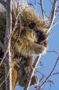 Porcupine Close Up