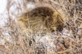 Porcupine Close Up